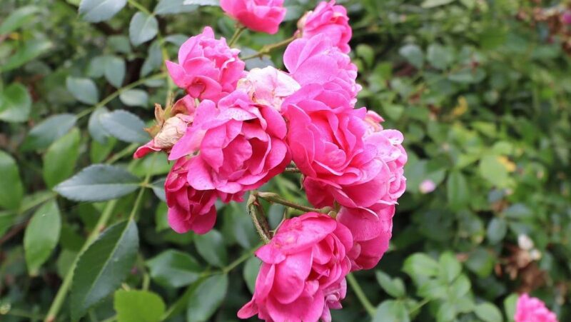 Rosen